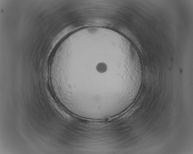 X0000081381083200702020224