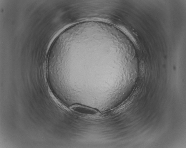 X0000081381100200702020224
