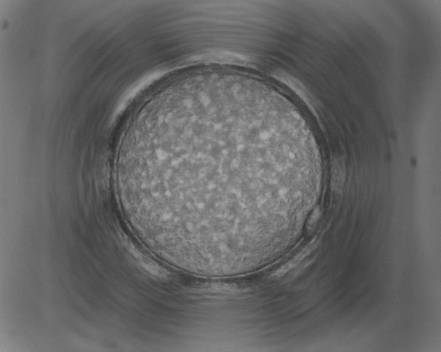 X0000081381115200702020223