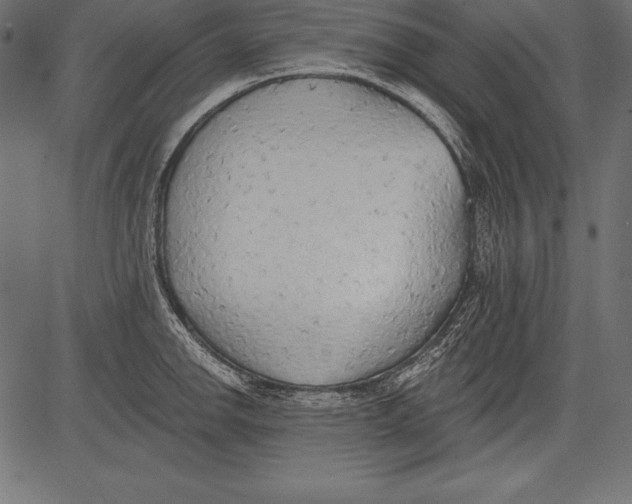 X0000081381142200702020224