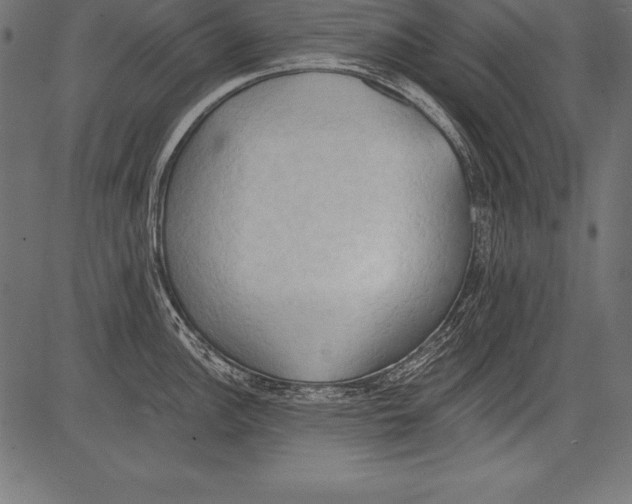 X0000081381148200702020224