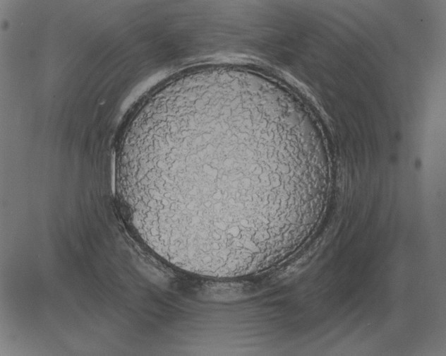 X0000081381171200702020223
