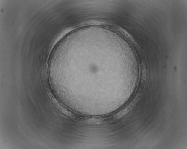 X0000081381178200702020223