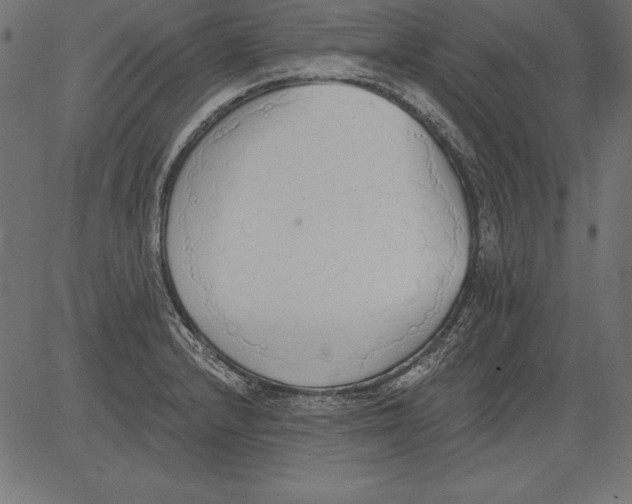 X0000081381232200702020222