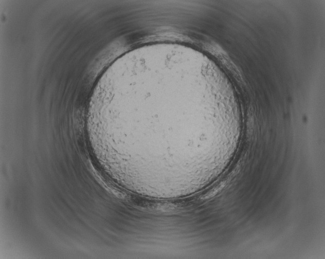 X0000081381233200702020222