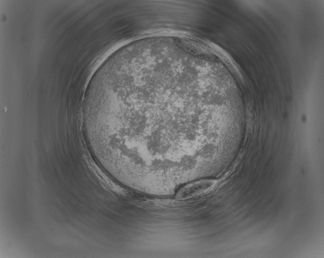 X0000081381244200702020222