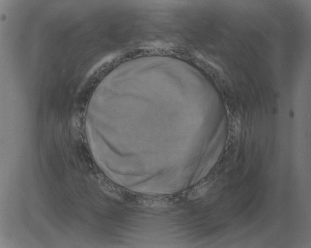 X0000081381254200702020221