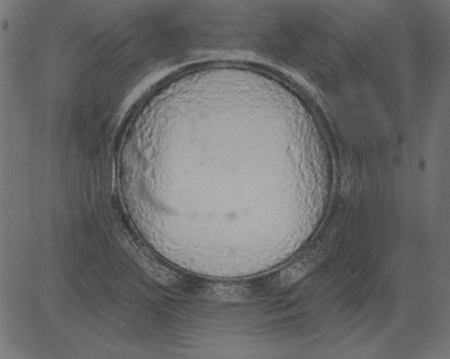 X0000081381271200702020221