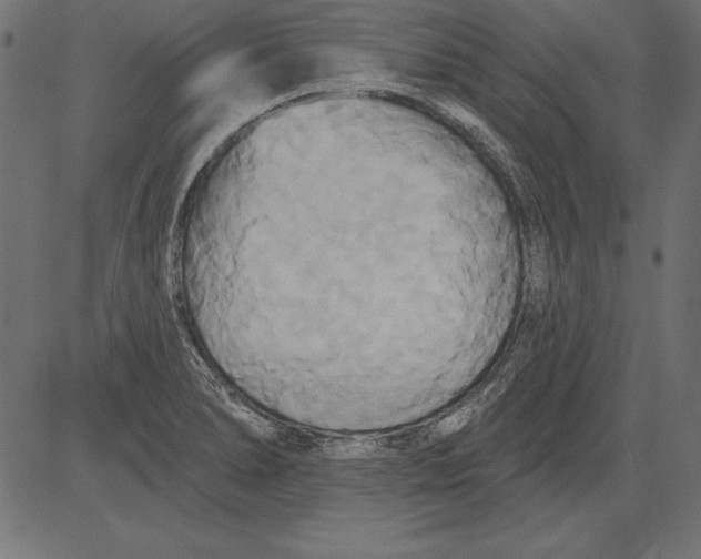 X0000081381278200702020221