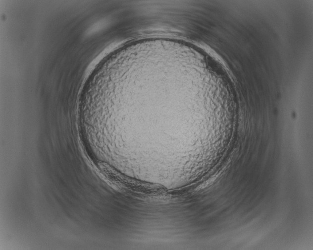 X0000081381333200702020220