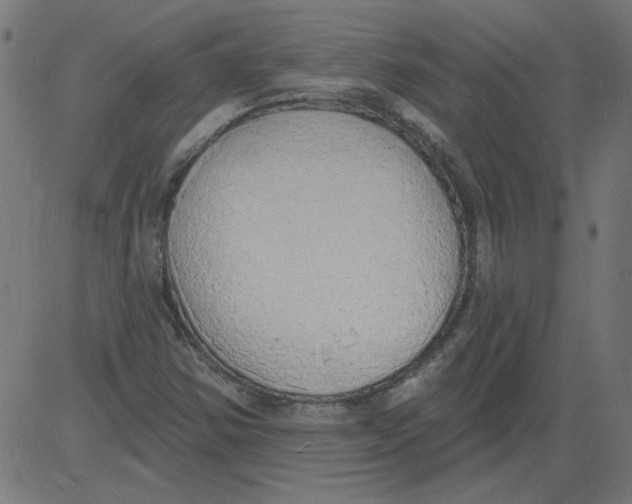 X0000081381354200702020220