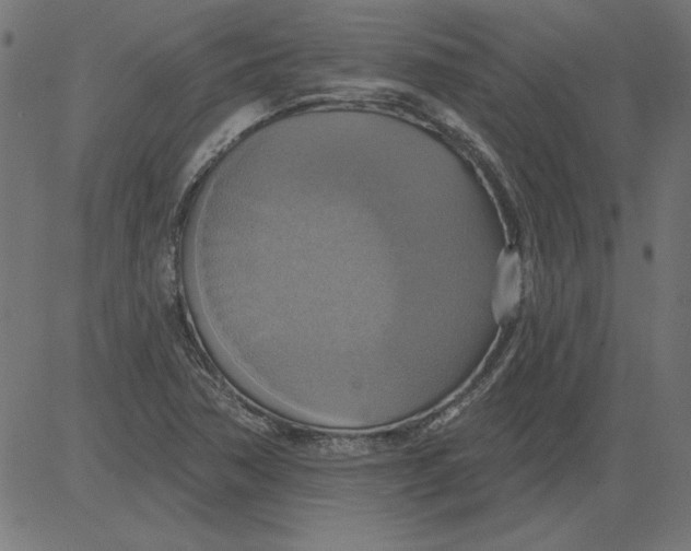 X0000081381362200702020220