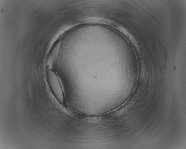X0000081381376200702020219