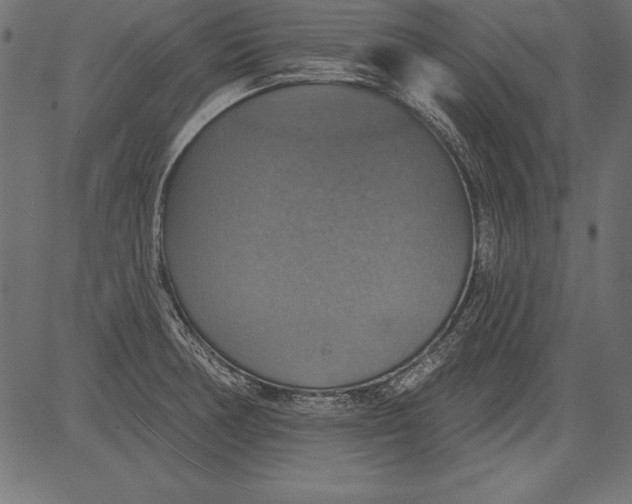 X0000081381378200702020219