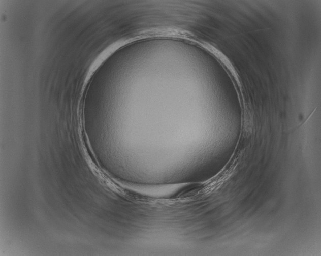 X0000081381389200702020219