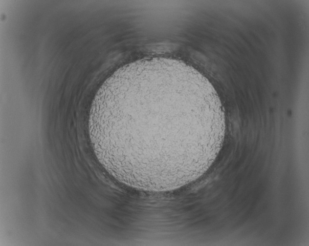 X0000081381393200702020218