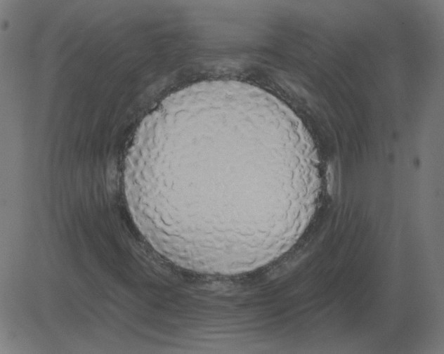 X0000081381395200702020218