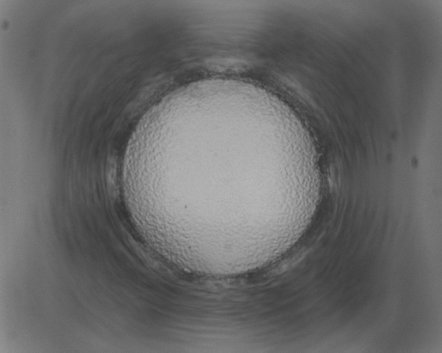 X0000081381396200702020218