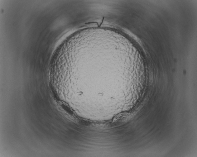 X0000081381415200702020219