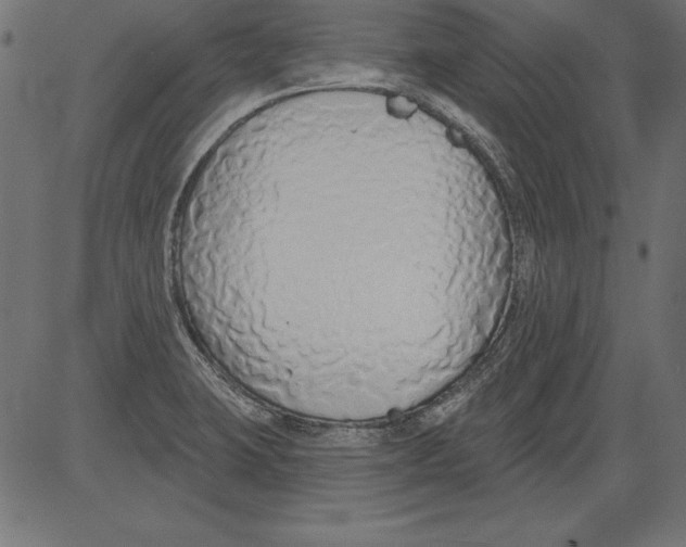 X0000081381423200702020219