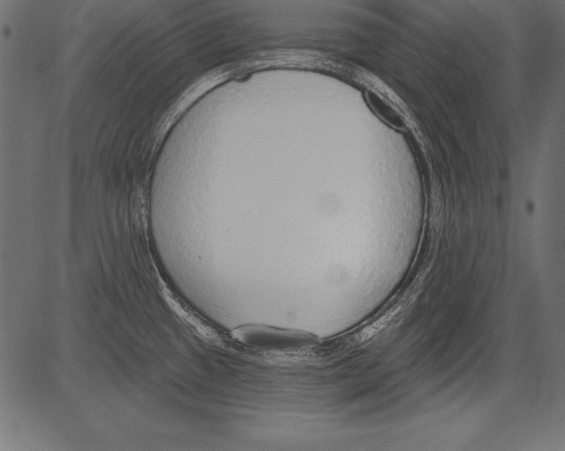 X0000081381433200702020219