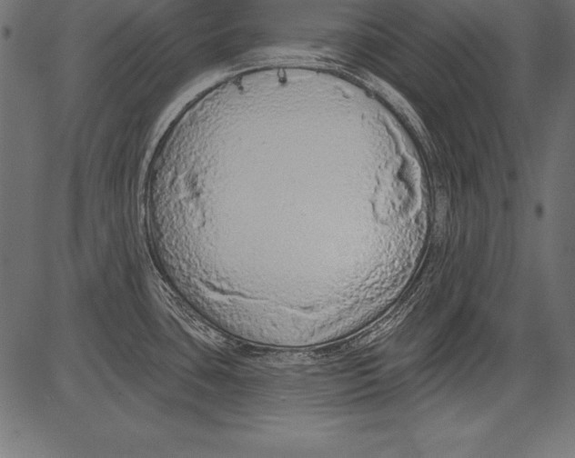 X0000081381435200702020219