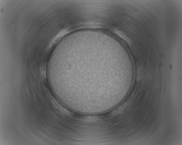 X0000081381451200702020218