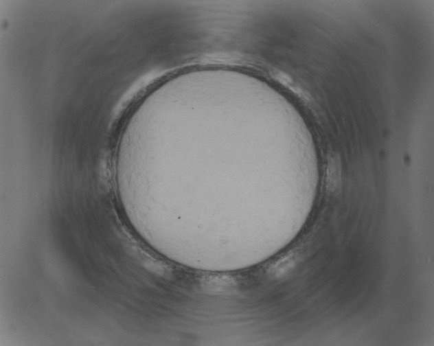 X0000081381454200702020218