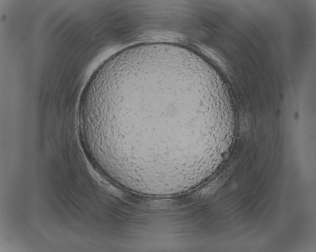 X0000081381471200702020218
