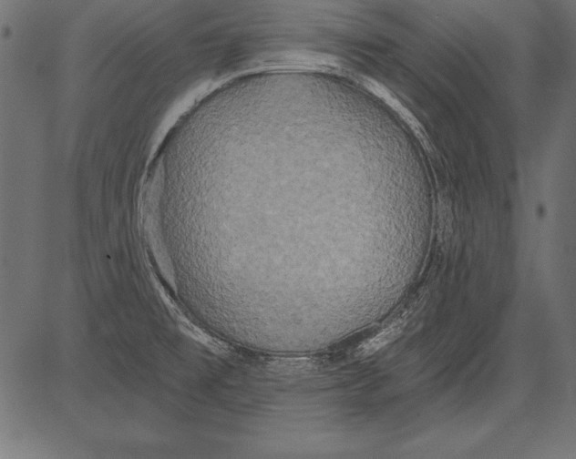 X0000081381477200702020218