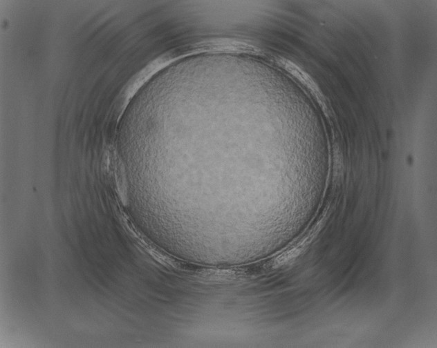 X0000081381481200702020218