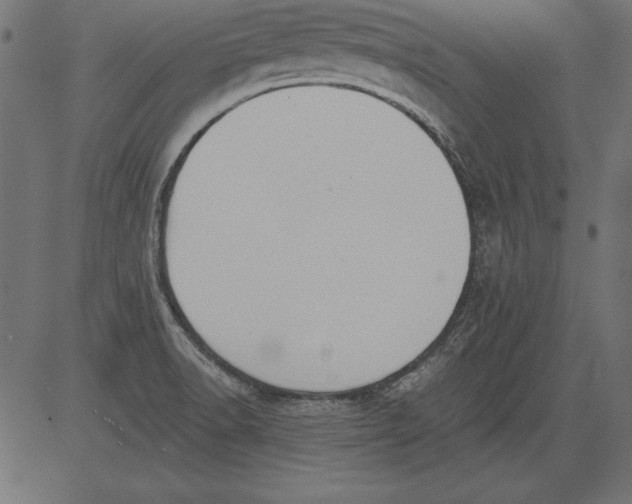 X0000081381518200702020217