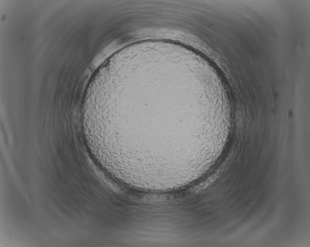 X0000081381521200702020217