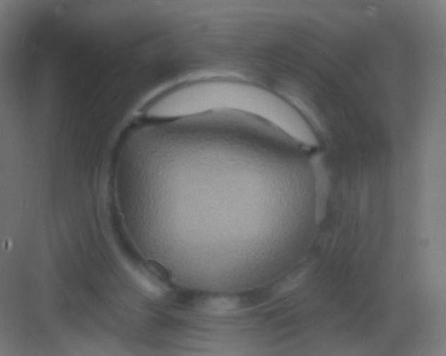 X0000081380156200702090021