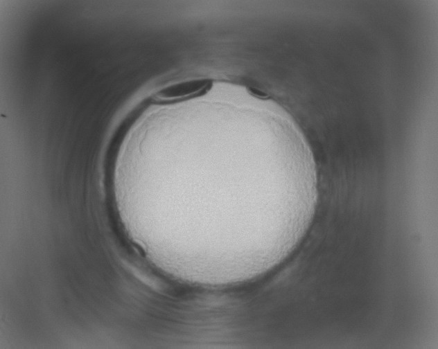 X0000081380246200702090019