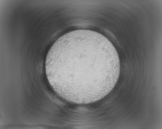 X0000081380596200702090014