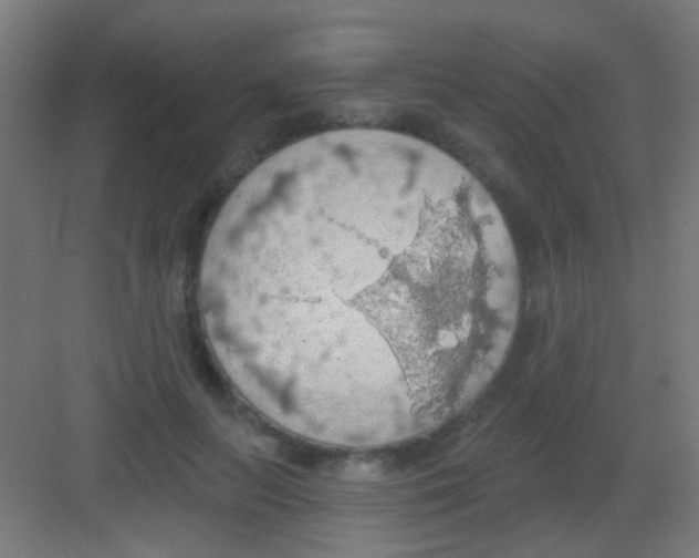 X0000081380647200702090013