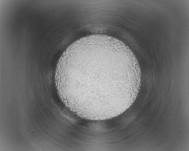 X0000081380652200702090013