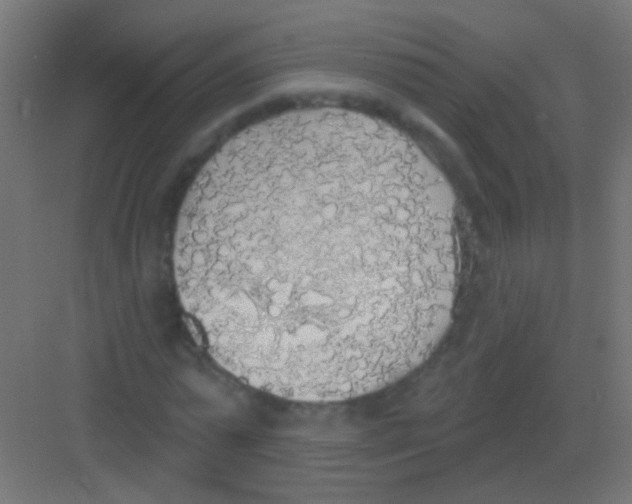 X0000081380775200702090011