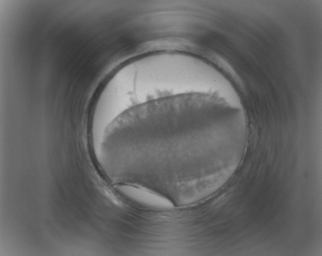 X0000081381035200702090007