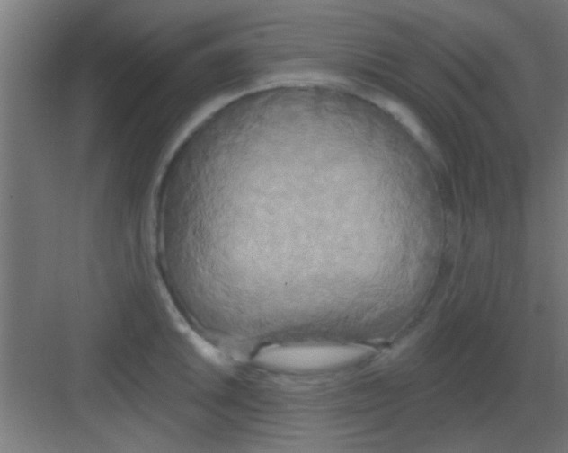 X0000081381046200702090007