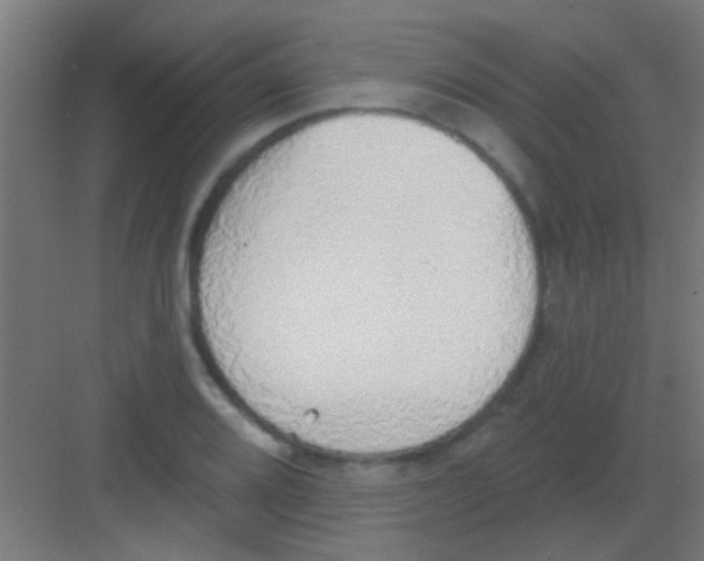 X0000081381080200702090006