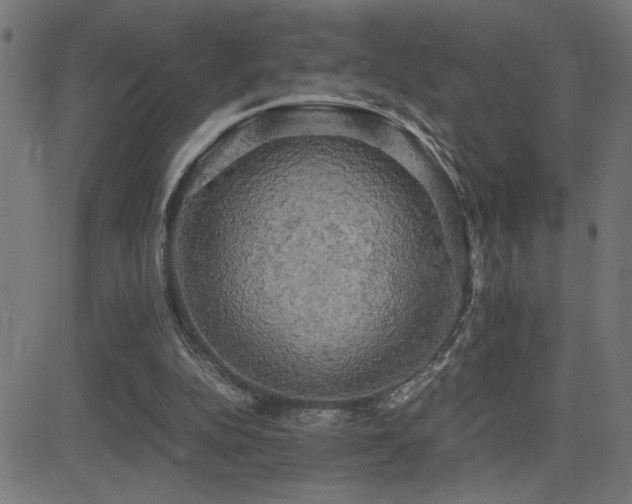 X0000081390152200701111526