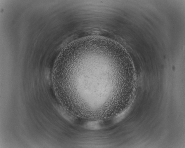 X0000081390178200701111527