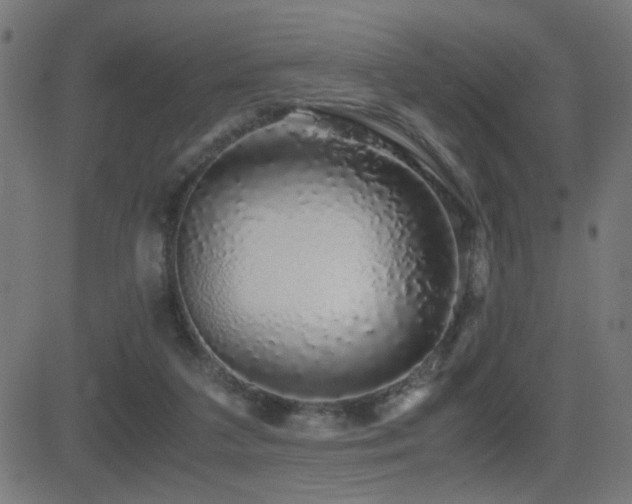 X0000081390211200701111526