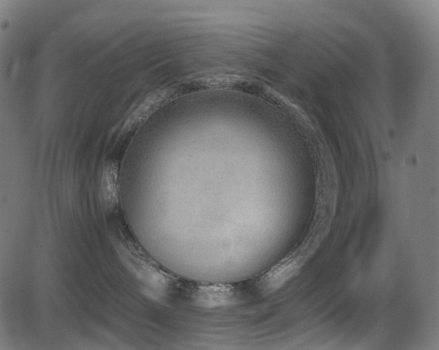 X0000081390240200701111525