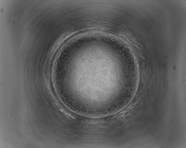 X0000081390241200701111525