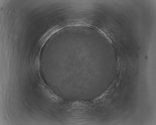 X0000081390290200701111524