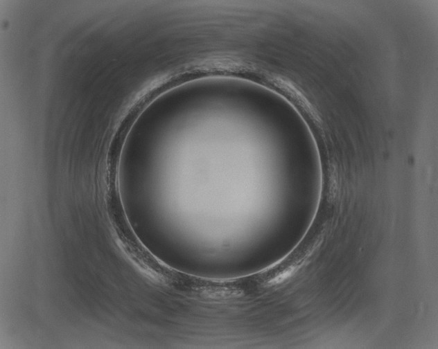 X0000081390439200701111521