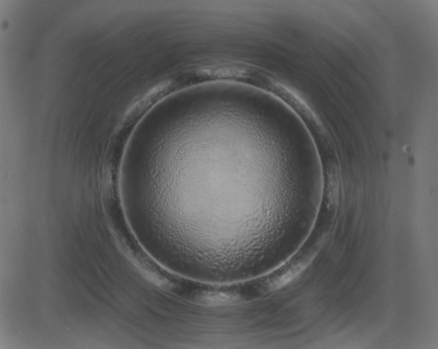 X0000081390453200701111522